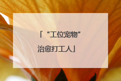 “工位宠物”治愈打工人