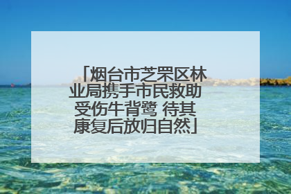 烟台市芝罘区林业局携手市民救助受伤牛背鹭 待其康复后放归自然