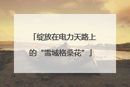 绽放在电力天路上的“雪域格桑花”