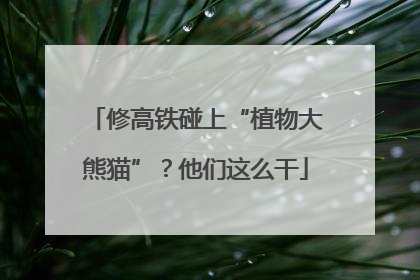 修高铁碰上“植物大熊猫”？他们这么干