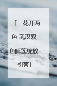 一花开两色 武汉双色睡莲绽放引客