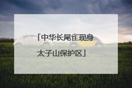 中华长尾雀现身太子山保护区