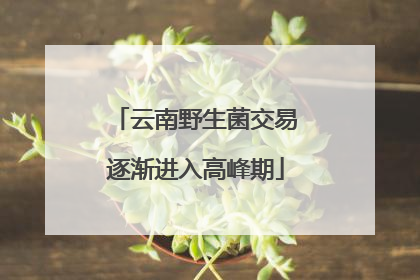云南野生菌交易逐渐进入高峰期