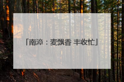 南漳：麦飘香 丰收忙
