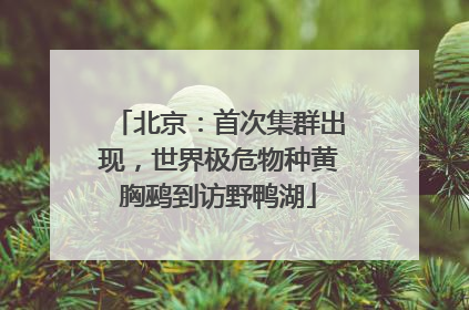 北京：首次集群出现，世界极危物种黄胸鹀到访野鸭湖
