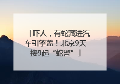 吓人，有蛇藏进汽车引擎盖！北京9天接9起“蛇警”