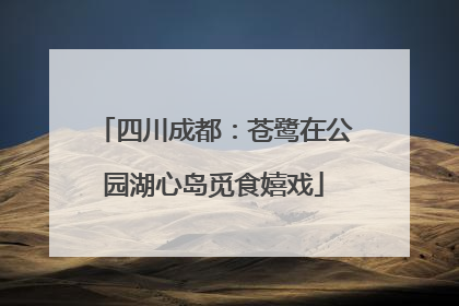 四川成都：苍鹭在公园湖心岛觅食嬉戏