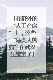 在野外的“人工产房”上，这些“鸟类大熊猫”在武汉生宝宝了