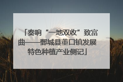 奏响“一地双收”致富曲——鄄城县董口镇发展特色种植产业侧记