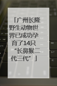 广州长隆野生动物世界已成功孕育了14只“长鼻猴二代三代”
