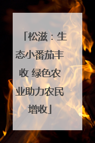 松滋：生态小番茄丰收 绿色农业助力农民增收