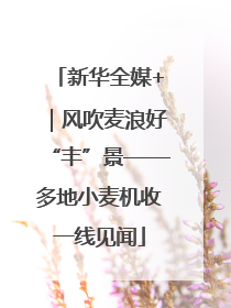 新华全媒+｜风吹麦浪好“丰”景——多地小麦机收一线见闻