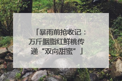 暴雨前抢收记：万斤胭脂红鲜桃传递“双向甜蜜”