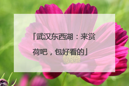 武汉东西湖：来赏荷吧，包好看的