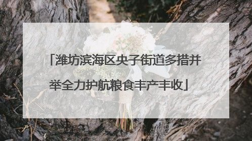 潍坊滨海区央子街道多措并举全力护航粮食丰产丰收
