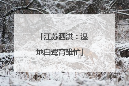 江苏泗洪：湿地白鹭育雏忙