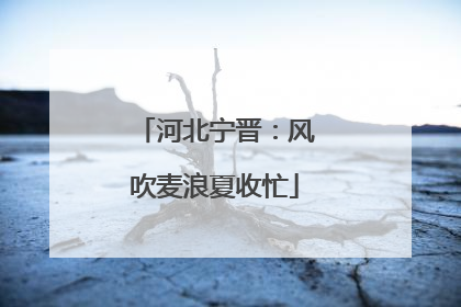 河北宁晋：风吹麦浪夏收忙