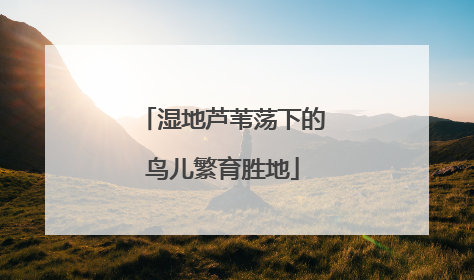 湿地芦苇荡下的鸟儿繁育胜地