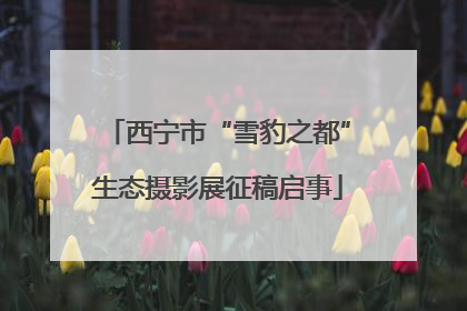 西宁市“雪豹之都”生态摄影展征稿启事