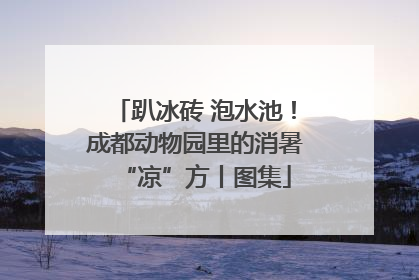 趴冰砖 泡水池！成都动物园里的消暑“凉”方丨图集