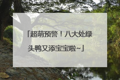 超萌预警！八大处绿头鸭又添宝宝啦~