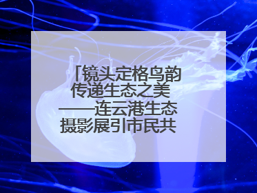 镜头定格鸟韵 传递生态之美——连云港生态摄影展引市民共赏自然之魅
