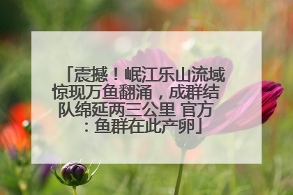 震撼！岷江乐山流域惊现万鱼翻涌，成群结队绵延两三公里 官方：鱼群在此产卵