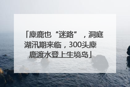 麋鹿也“迷路”，洞庭湖汛期来临，300头麋鹿渡水登上生境岛