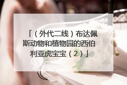 （外代二线）布达佩斯动物和植物园的西伯利亚虎宝宝（2）