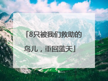 8只被我们救助的鸟儿，重回蓝天